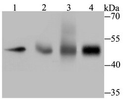 TEAD4 Rabbit anti-Human, Polyclonal, Novus Biologicals 100 &mu;l; Unconjugated:Antibodies,